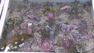 NZMSC -  Touch Tanks
