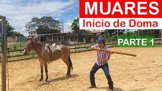 Muares Início de Doma 1#