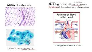 Biology Chapter 1   Branches of Biology