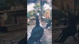 The &lsquo;Girls&rsquo; Are Fighting! Muscovy Duck Drama Moments 😂
