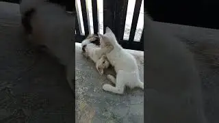 Gelut Imut! Adu Jotos Dua Kucing Kecil yang Menggemaskan