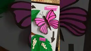 Butterfly life cycle 3d chart for holiday homework custom school project ideas #projectexpress