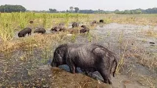 animal life.black pig eating saluk in village field water.asian country beautiful animals video 