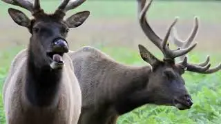 ELK RUT: Uncensored Wild! Bull Mating in the Rockies