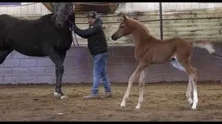 Cedar Ridge 2023 Dominic M x Elena Enigma Arabian Filly