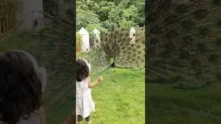 WOW so Beautiful 😍 #pranvi #peacock