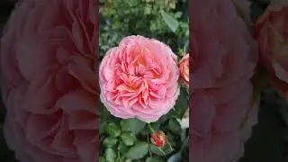Романтик Антик срезочная роза Кордес #розы #дача #цветы #гармония #огород #романтика #садоводство