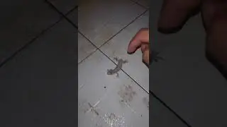 cutting off the house lizard tails