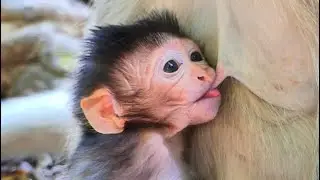 Cutie Babies Elma Drinks Fresh Milk Mommy Elsa 