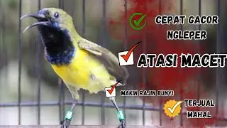 PANCINGAN SOGON GACOR ATASI SOGON TROTOL MACET LANGSUNG BUNYI PAGI SIANG MALAM part 89