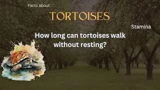 Tortoise Fact 38 - How long can tortoises walk without resting?