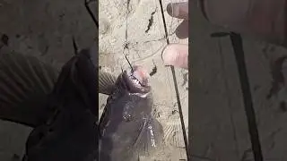 Part II: How to Hammer Inlet Tautog in the Fall #tog  #oceancitymd  #inlet