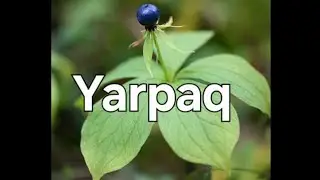 Yarpaq haqqında