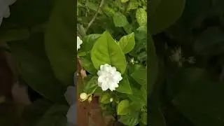 #viral#viralvideo#trending#trendingshorts#india#indian#garden#gardening#plants#flowers#green#love
