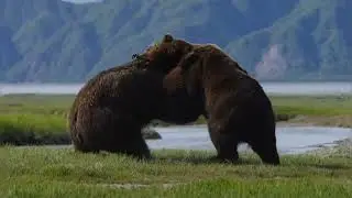 Photographer captures fierce battle between two huge bears