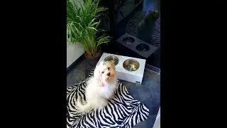 PetsGentle plexi glass stand for dogs and cats.