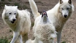 Wolf: The Secret Guardian of the Wild | The Untold Story of Wolves#wolf #wolfteam