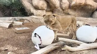 Lion Cub Gender Reveal!