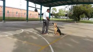 Progressive dog training sit stay