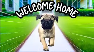 Surviving the first 24 hours with a new puppy
