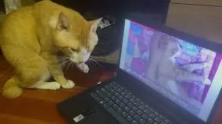 Two Ginger Boys Grooming at the Same Time :-)