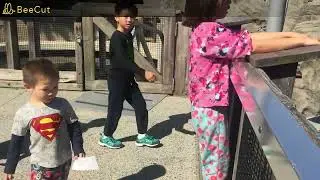 Summer activities for kids -one day tour in the Vancouver Aquarium