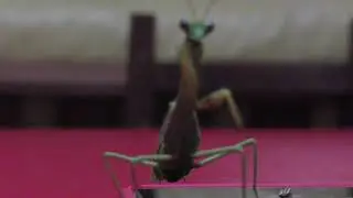Tatadios