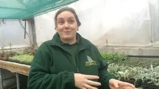 Rachel Apprentice Horticulturalist at Wheal Eliza nursery in St Austell Cornwall