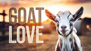 MEET the Fainting Goats of the Homestead