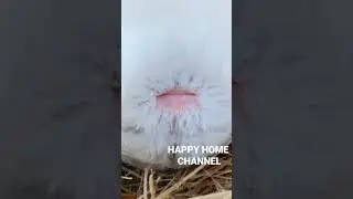 Goose lays eggs. Watch the full clip on the channel.