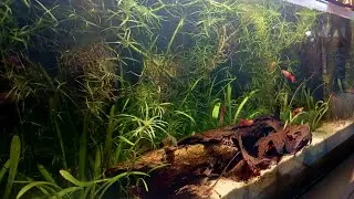 42 Gallon Hybrid Walstad Aquarium | Red Koi Guppies, Corydoras & Shrimp