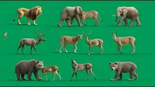 Wild Animals Green Screen Effect | 4K Ultra Realistic Wildlife Chroma Footage 