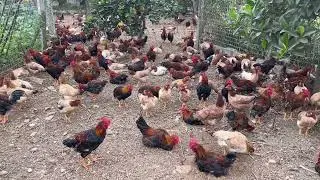 Beautiful Free-Range Red M&iacute;a Rooster Flock with Hens &ndash; Long Farm Video Natural Sounds