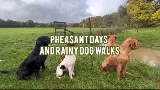 PHEASANT DAYS AND RAINY DOG WALKS 🌧️ #gundogs #countrylife #lifestyle