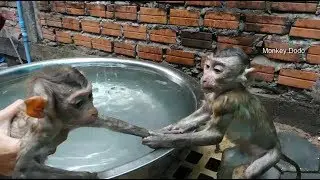 Ohho, So Amazing Baby Dodo Pull Mori Hand To Swimming With Him In Pool