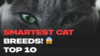 Smartest Cat Breeds in the World Top 10 &ndash; #1 is Smarter Than Most Dogs!