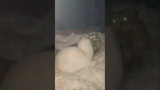 Late Night Cat Wrestling🐈🤼&zwj;♂️RND4 #shorts #cat #wrestling #catvideos