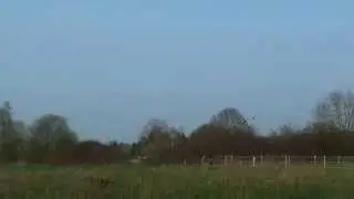 ncpx flips