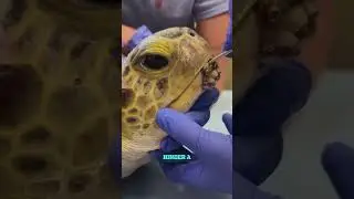 Top Ocean Explorer Shares Hidden Truth About Barnacles!
