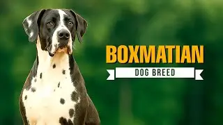 Boxmatian Dog Breed &ndash; Boxer Dalmatian Mix Facts, Care Tips, and Must-Know Traits!