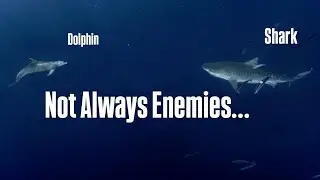 Why Dolphins & Sharks Are Each Others Greatest Enemy!