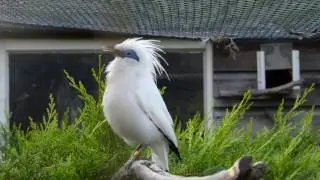 balispreeuw balts (leucopsar rothschildii)