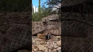 Rattlesnake closeup video #snake #reptile