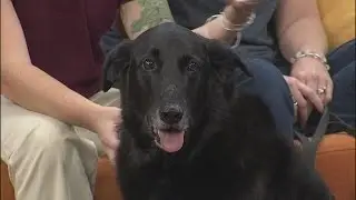 Windward Community College can foster your love for animals into becoming a Veterinary Technician