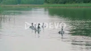 Six cygnets swimming in the sea near the shore