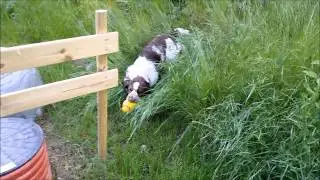 pip Arlo 11 m&aring;n