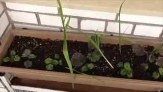 What I'm Growing in my Balcony Container Garden