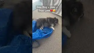 Ikea bag and Joey is true love😘 #puppy #pomskydog #퍼피 #cute #pets #funny