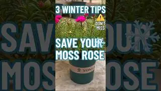 &ldquo;3 Winter Secrets to Save Your Moss Rose 🌸 | Don&rsquo;t Ignore These Tips!&rdquo; #shorts #ourplants