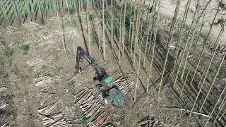 REWE-HOUT | John Deere 1170E forest harvester | Wood cutter